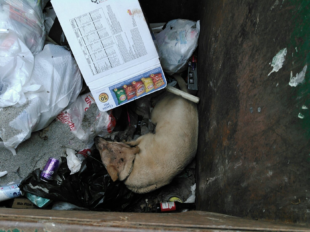 Dog found dying, covered in garbage inside dumpster WOAI