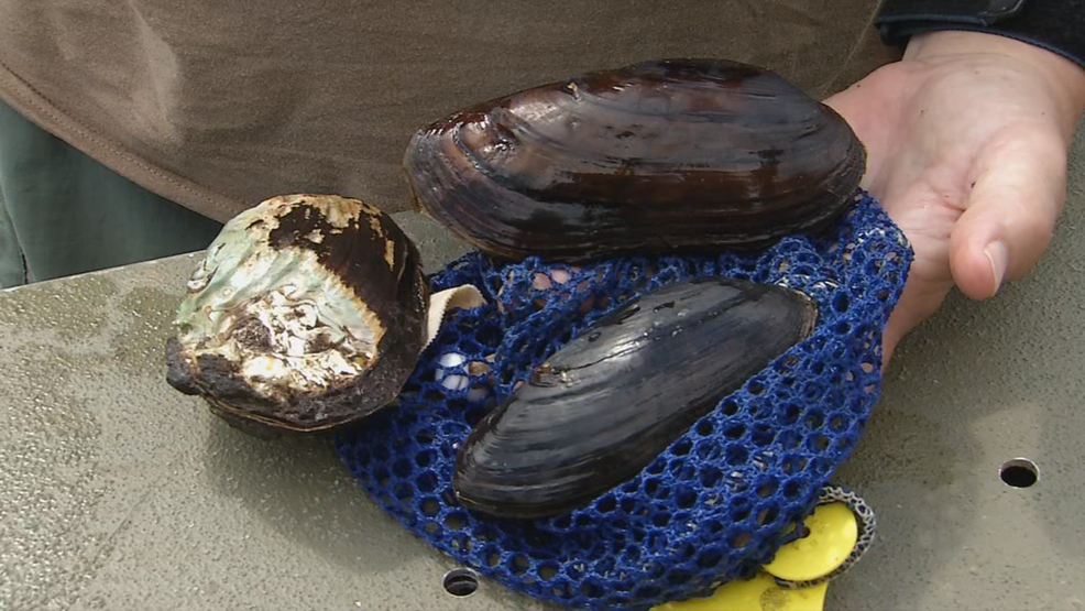WV Wildlife Mussel Restoration in the Ohio River WCHS