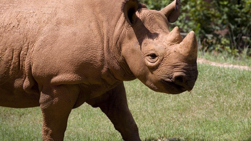 Rhinoceros 5 Wip Serial Killers