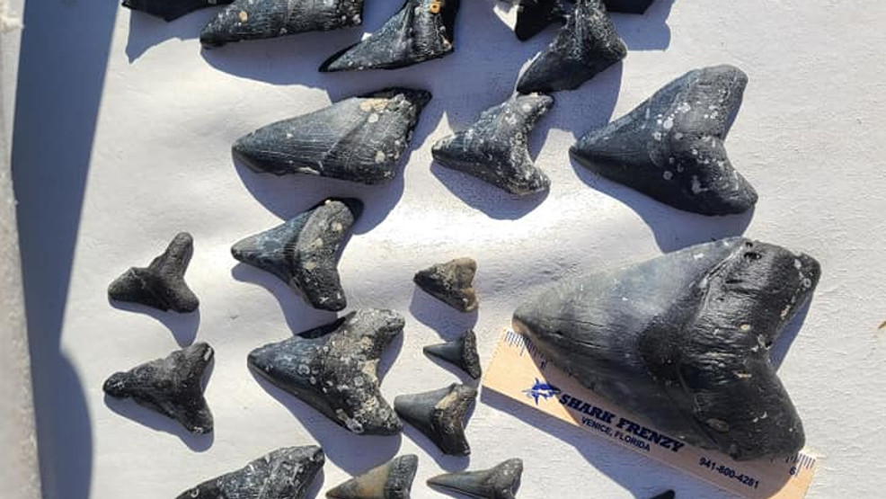 LOOK Diver finds massive shark tooth while diving on Gulf Coast WFLI