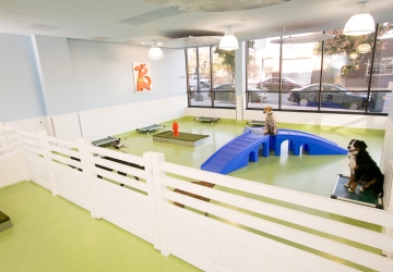 dog daycare seattle indoor play park parks club dogs press doggy kennel boarding away summer hotel diego san business grooming