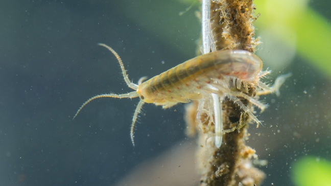 'Stumptown scud' scavenger hunt: Scientists seek unique Portland creature