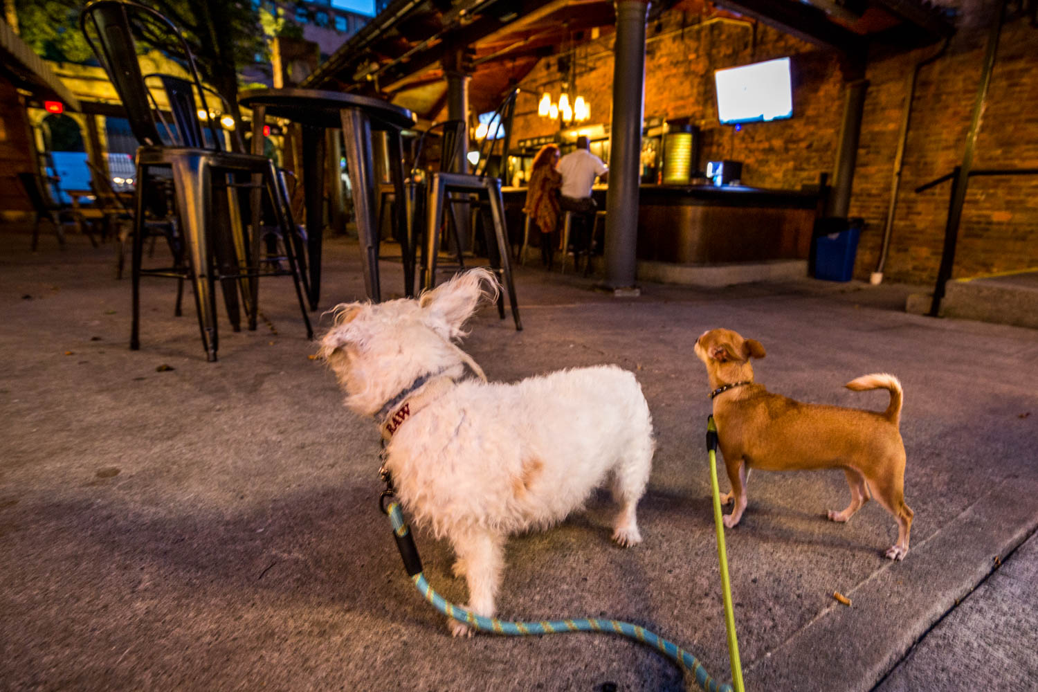 dog friendly bar in atlanta