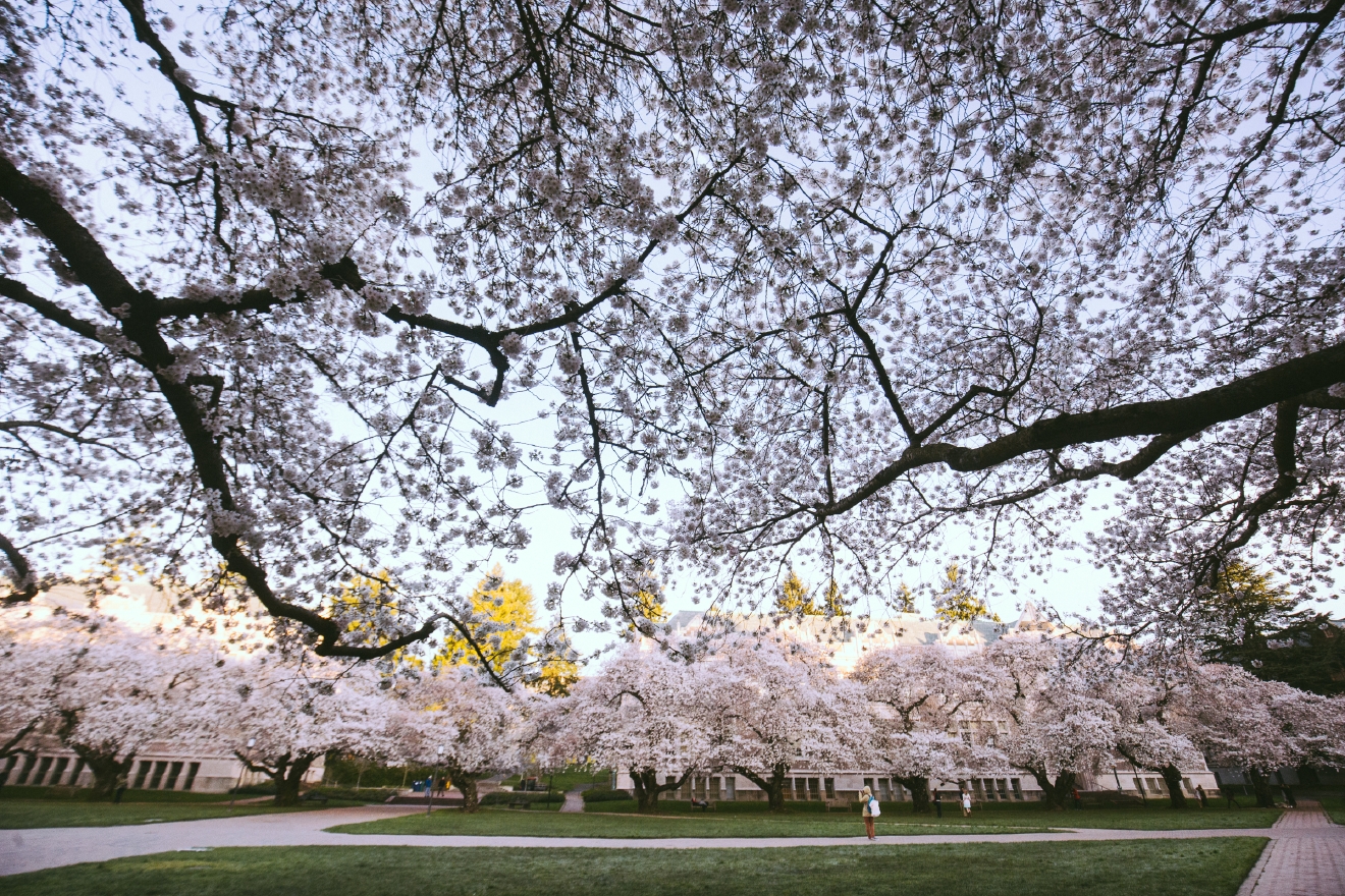 UW Cherry Blossoms beautiful in full bloom Seattle Refined