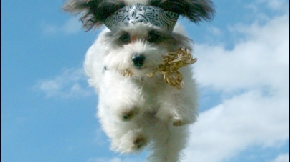 130913_puppy_fly.jpg