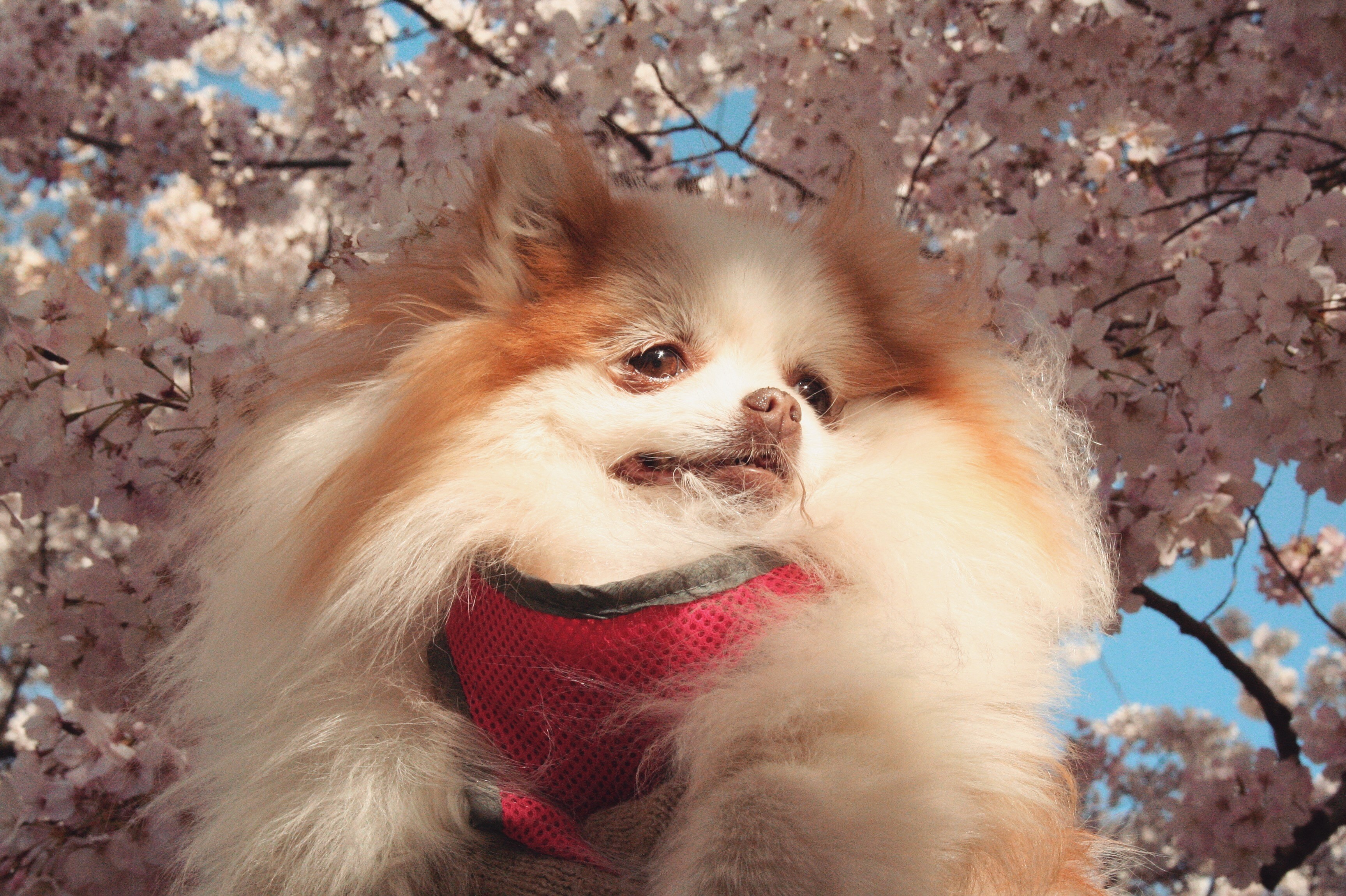 RUFFined Spotlight D.C. dogs enjoying the cherry blossoms DC Refined