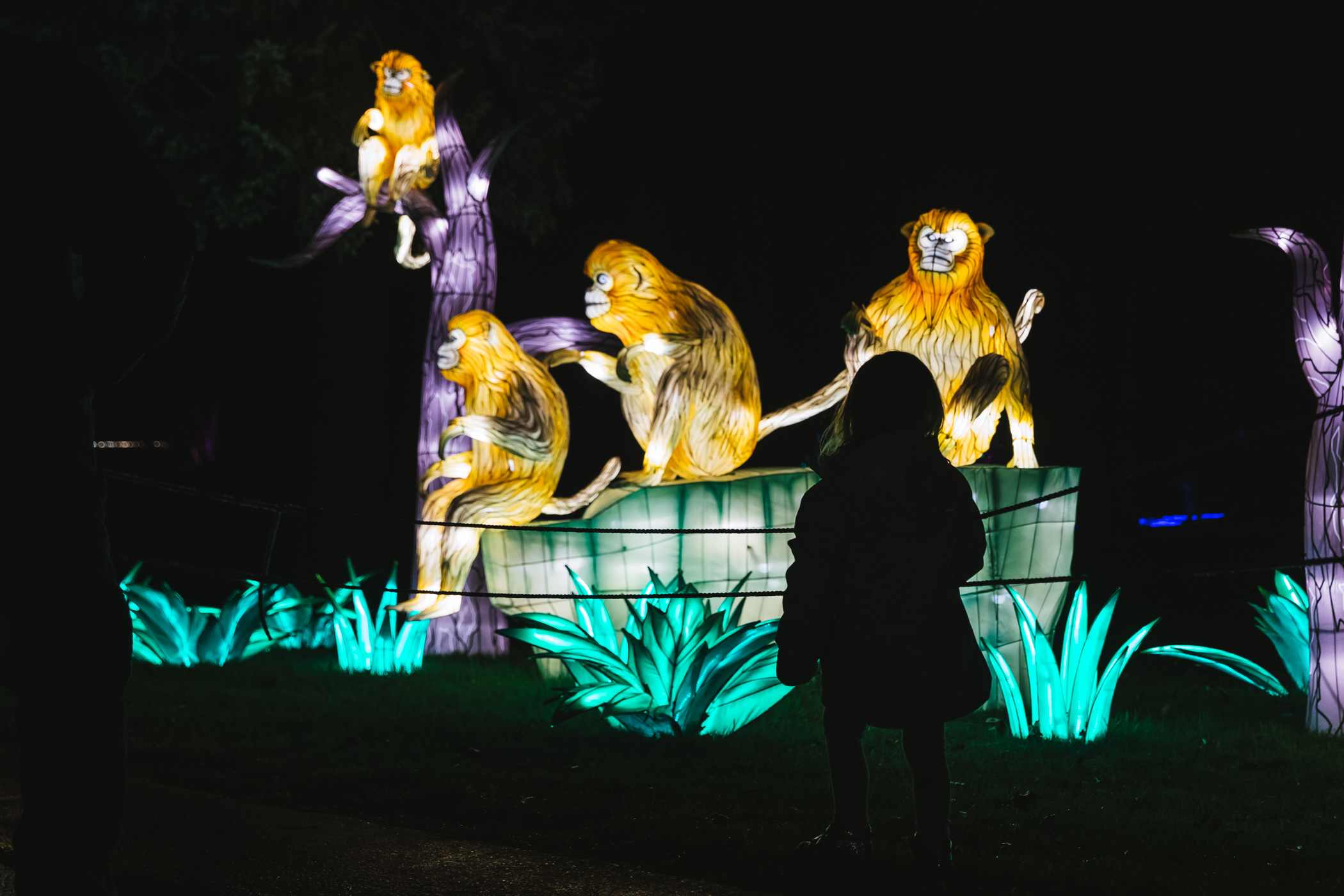 Photos: WildLanterns at Woodland Park Zoo continues through Jan. 17