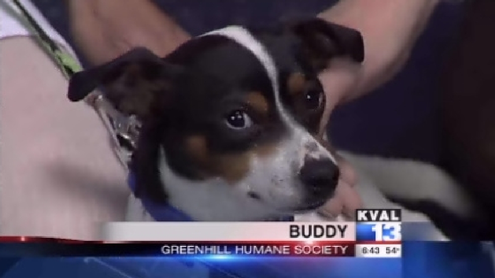 pet_buddy2.jpg