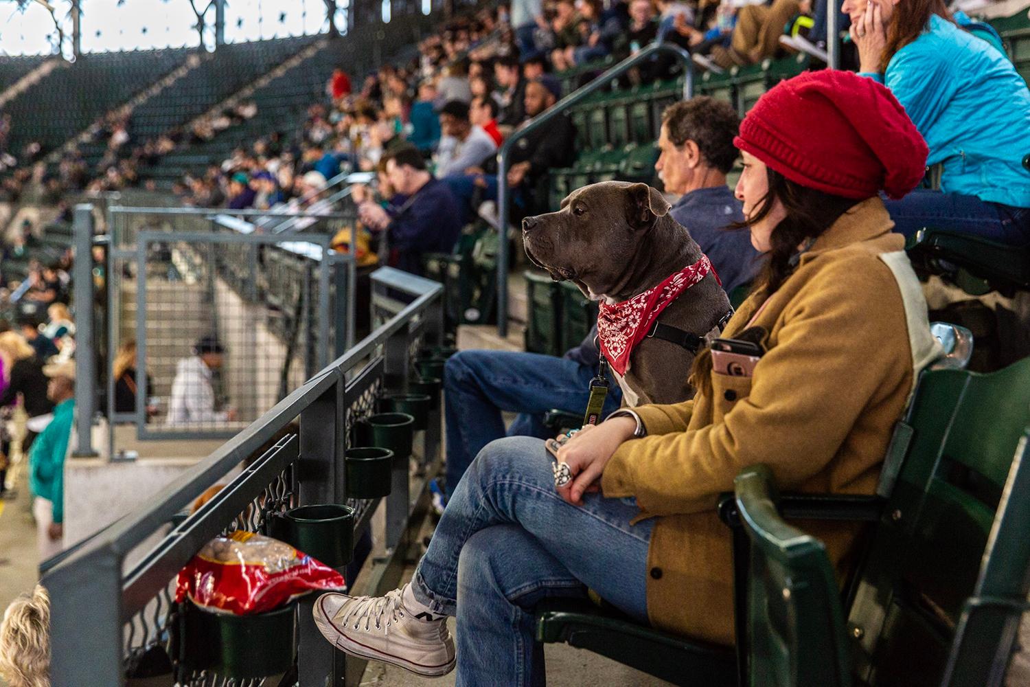 Photos Dogs steal the spotlight at Mariners' first Bark at the Park of