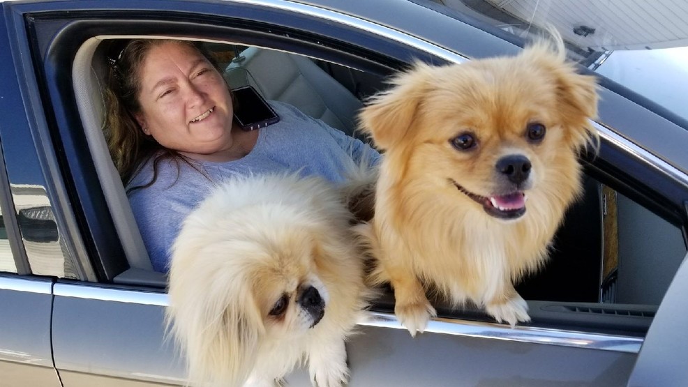 Stolen dogs recovered after neighbors see news report WSYX