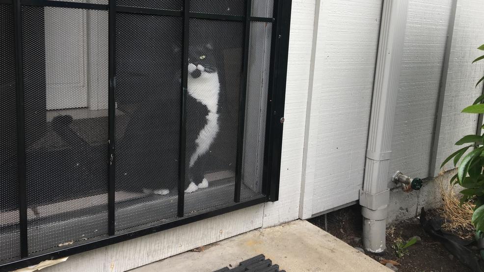 Should you let your cat outside? Or do cats belong indoors? KVAL