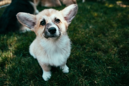 pacific northwest corgis