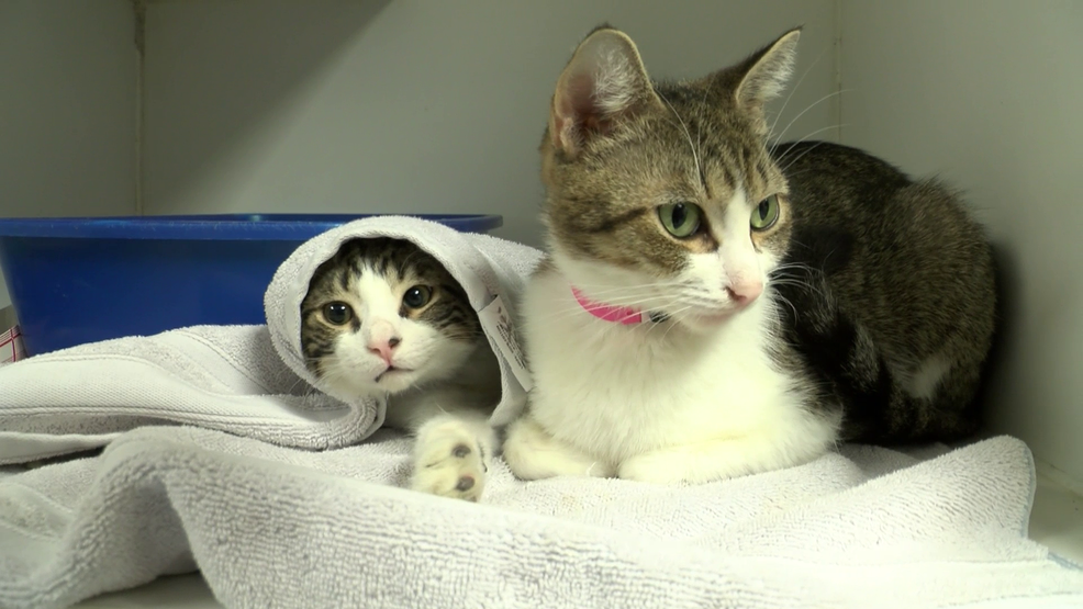 Toledo Zoo Toledo Humane Society Dogs For Adoption Toledo Humane