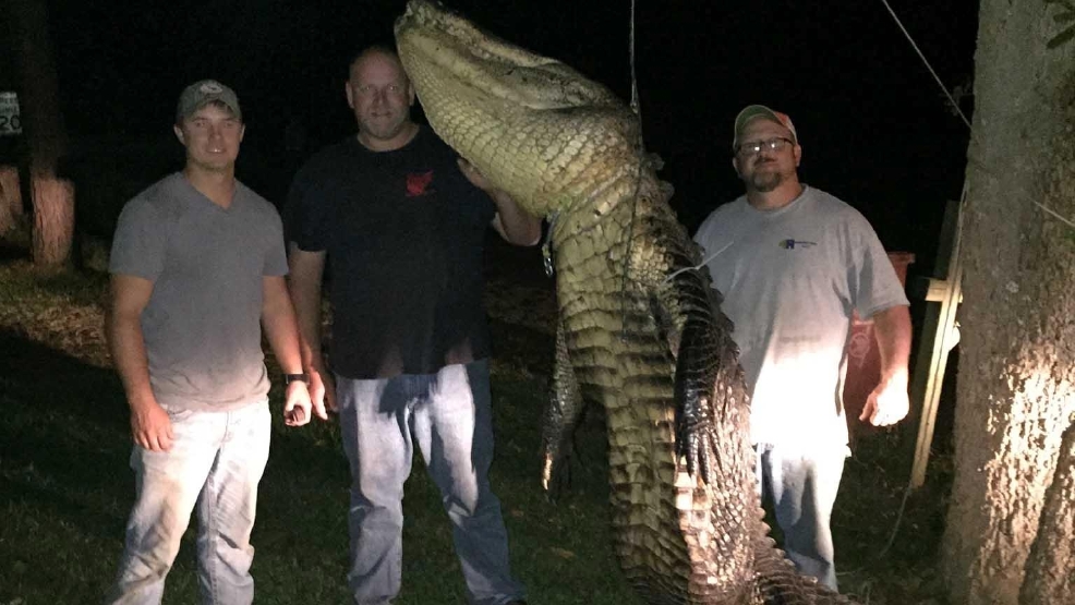 Record alligator taken during 1st segment of Arkansas season KATV