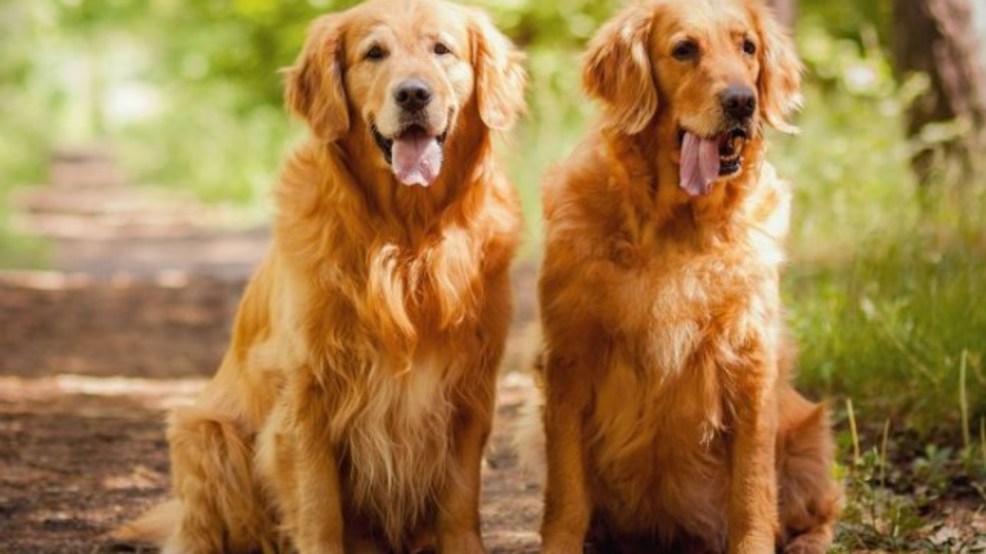 golden retriever dog years