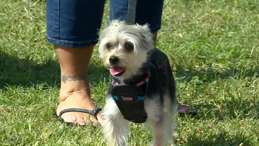 free pet vaccinations near me today