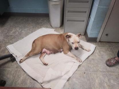 can a dog get me pregnant