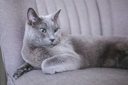 Ruffined Spotlight Veronica Matilda The Russian Blues Komo