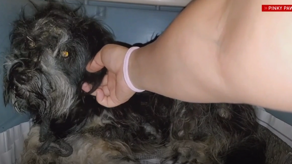 abandoned animal rescue near me