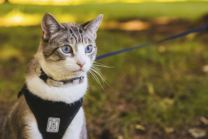 Ruffined Spotlight Jake The Lynx Point Siamese Mix Seattle Refined