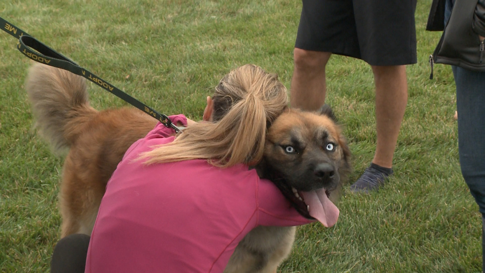 Iowa Animal Shelters Need Help Freeing Space For Dorian